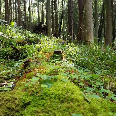 Le Domaine De Pairis Orbey